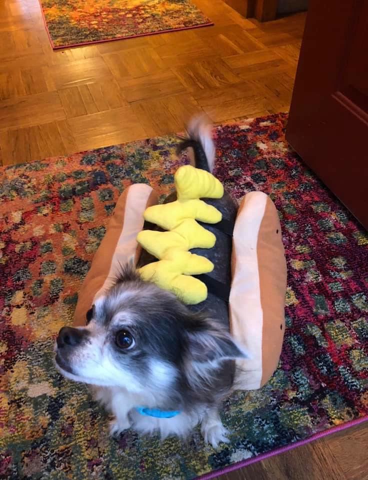 A dog dressed as a hot dog with mustard