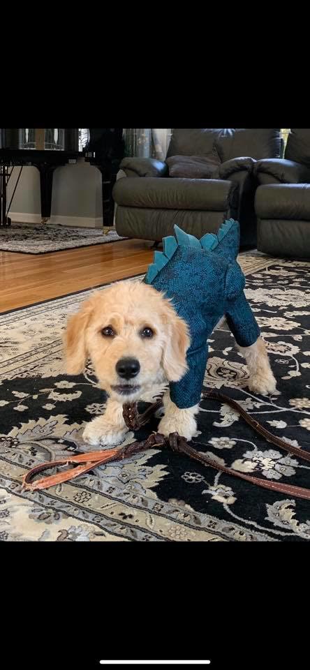 A puppy dressed as a dinosaur